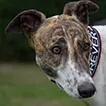 Greyhound Rosie