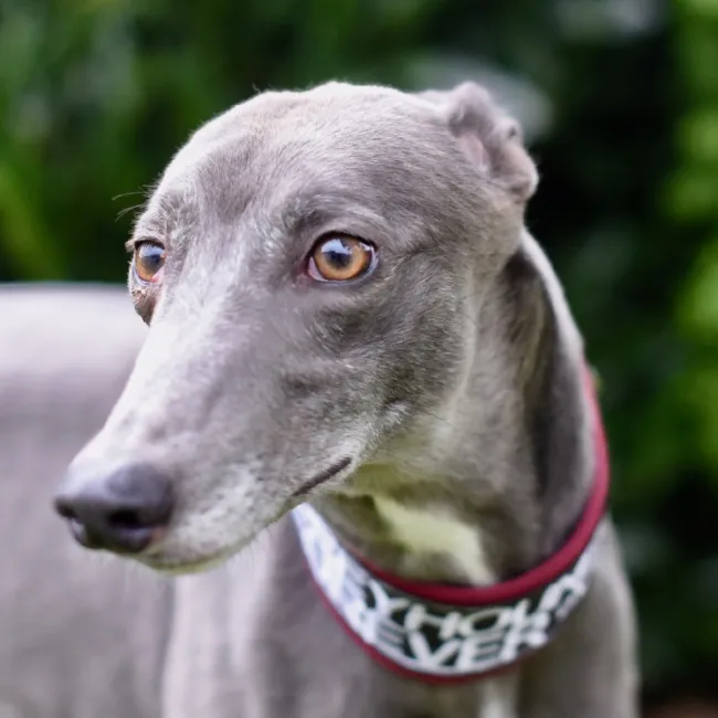 Greyhound Farah