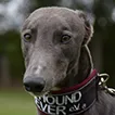 Greyhound Smokie