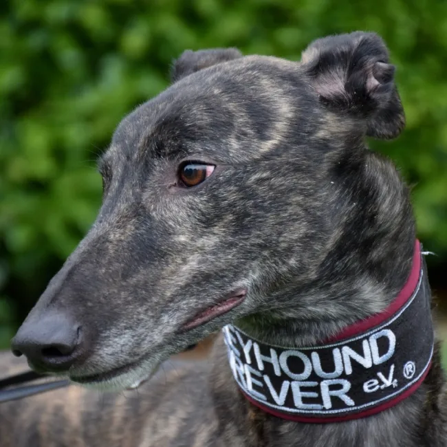 Greyhound Barry