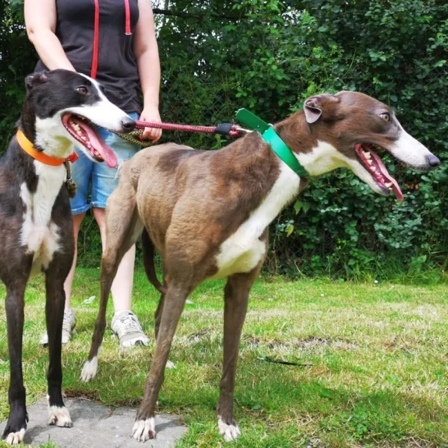 Greyhound Claudia + Myka