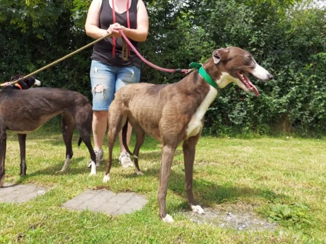 Greyhound Claudia + Myka