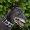 Greyhound Bonnie