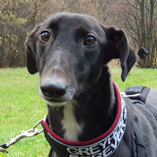 Greyhound Lulu