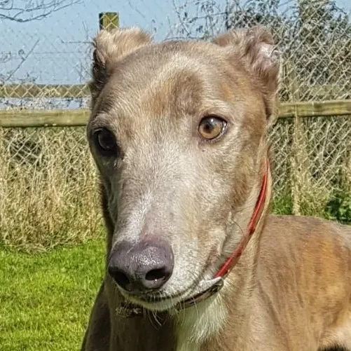 Greyhound Seamie
