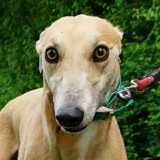 Greyhound Zara