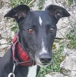 Greyhound Jean Claude