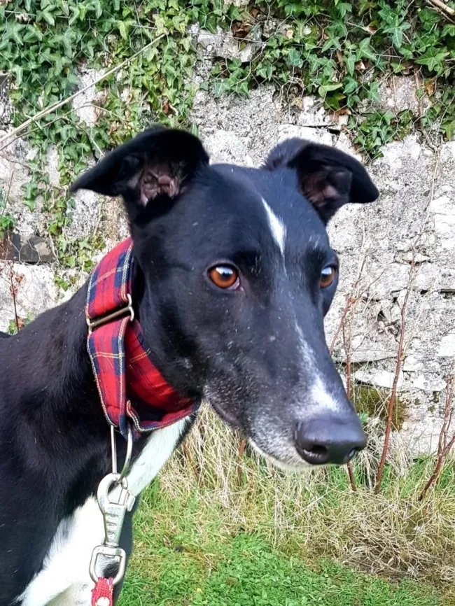 Greyhound Jean Claude