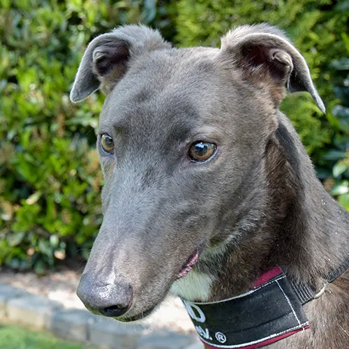 Greyhound Len