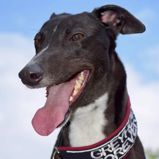 Greyhound Flo