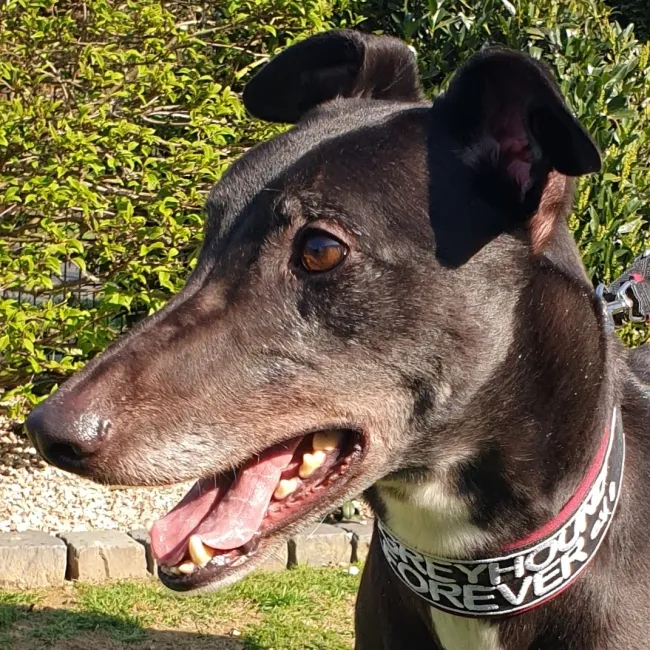 Greyhound Zora