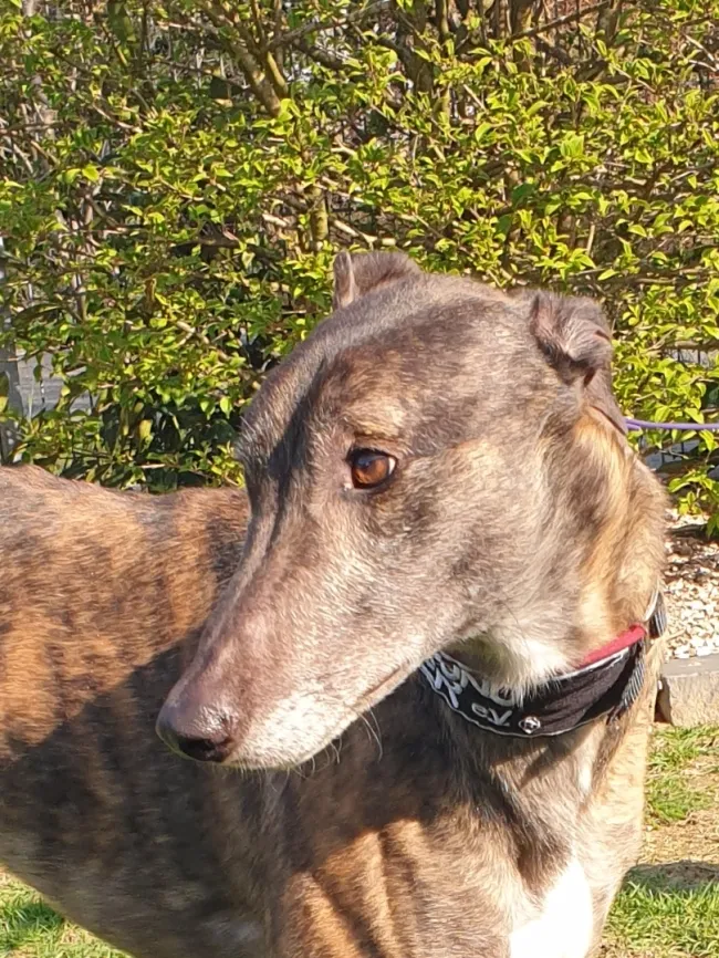 Greyhound Hugo