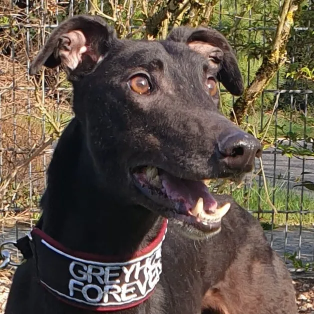 Greyhound Digby