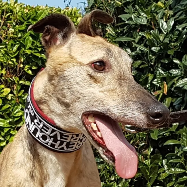 Greyhound Jaffa