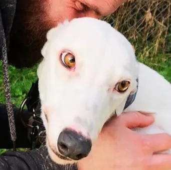 Greyhound Snow White