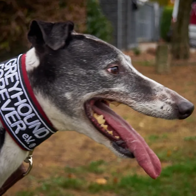 Greyhound Hannah