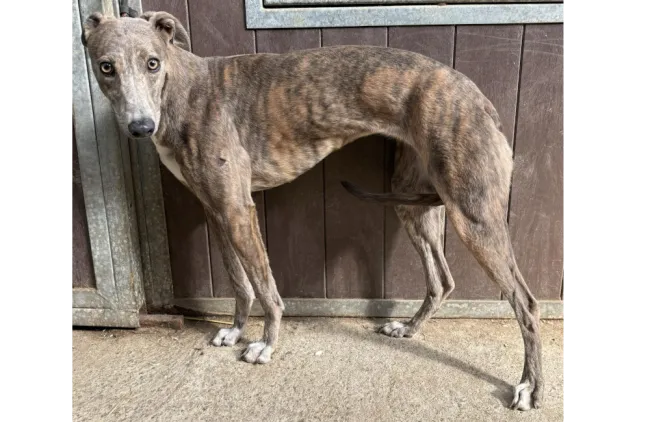 Greyhound Cally