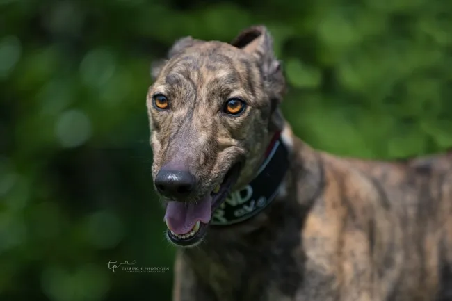 Greyhound Tommy