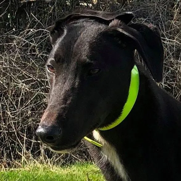 Greyhound Ellie