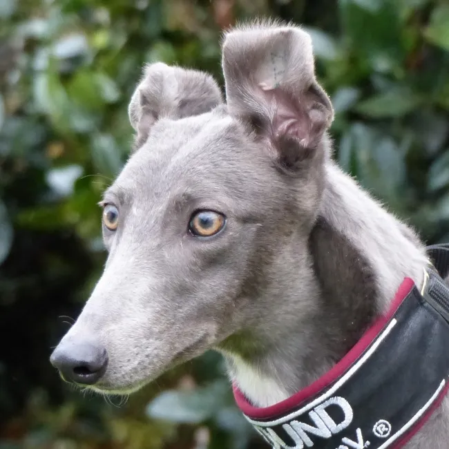 Greyhound Felicia