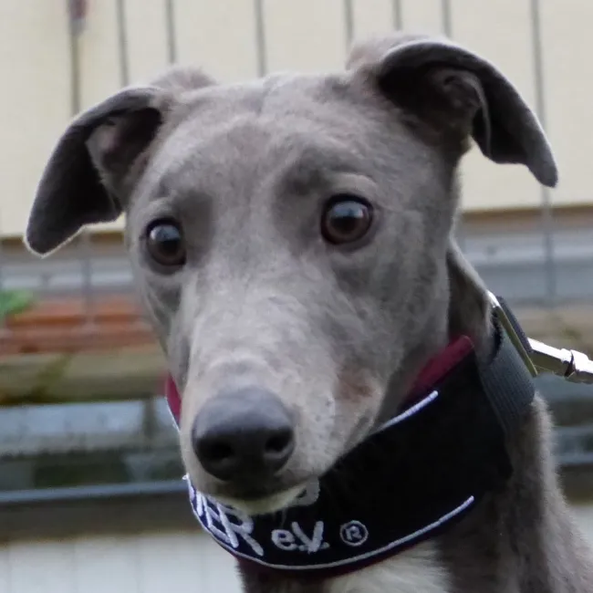 Greyhound Jasmine
