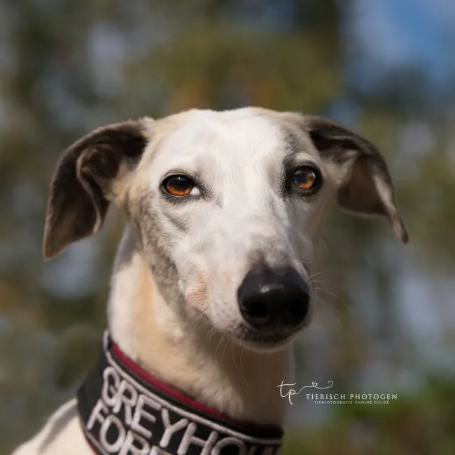 Greyhound Tara
