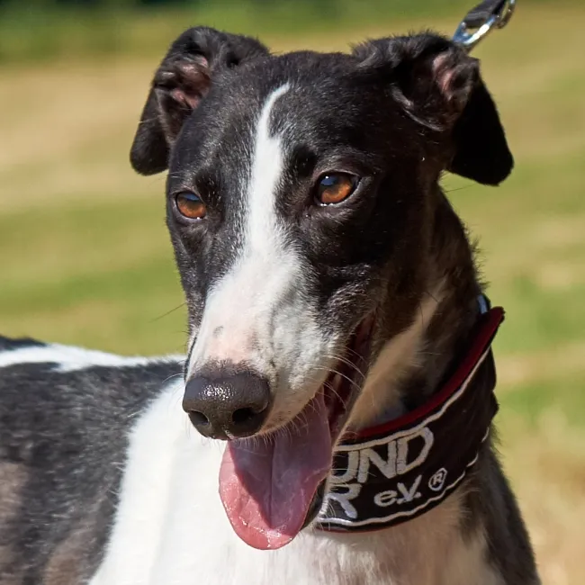 Greyhound Lacey