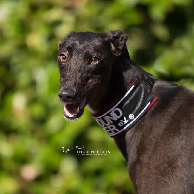 Greyhound Kali