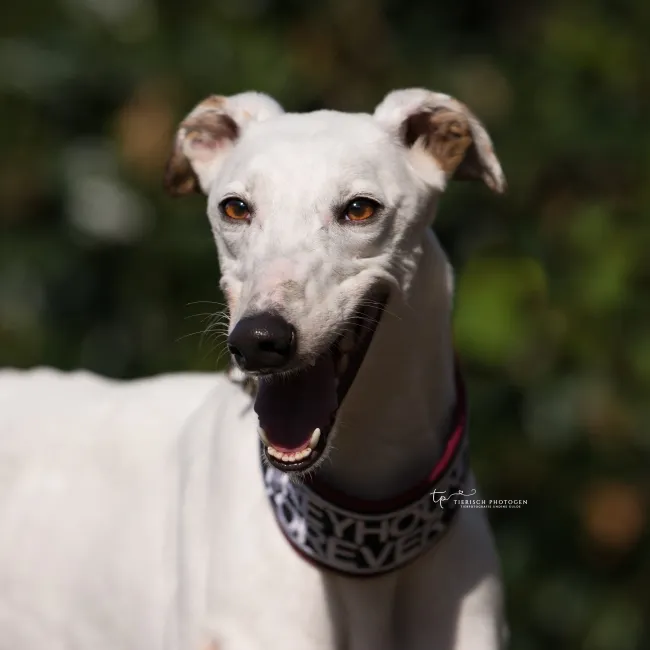 Greyhound Tilly