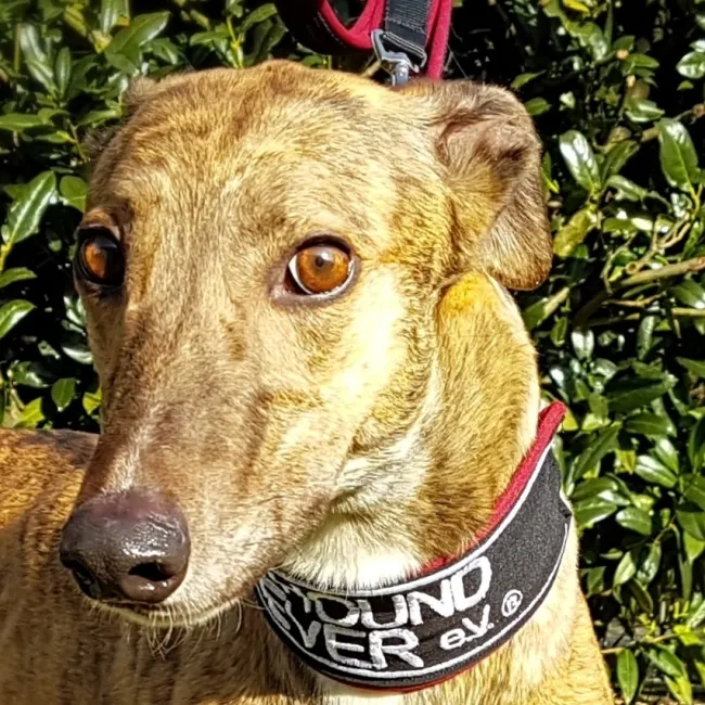 Greyhound Ellie