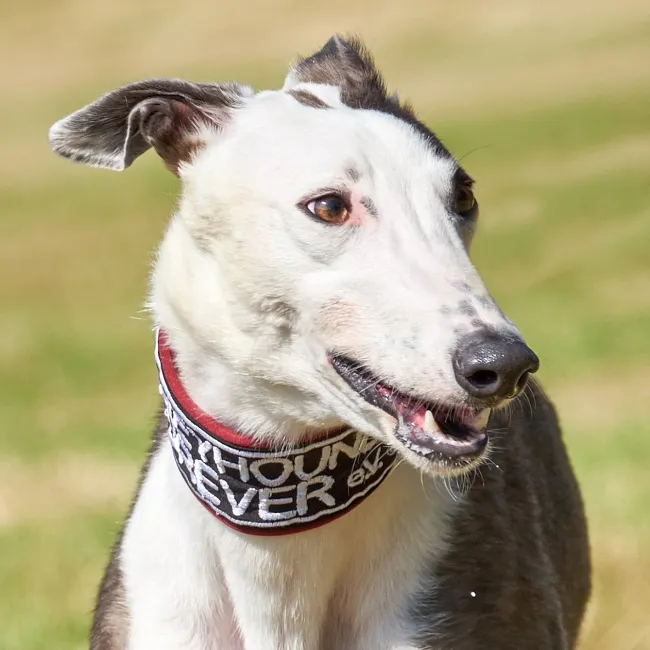 Greyhound Maggie