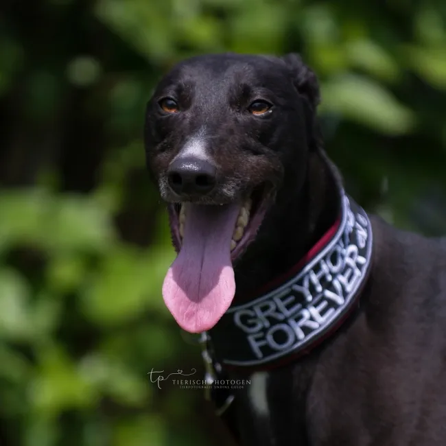 Greyhound Angus