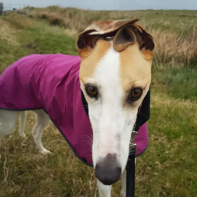 Greyhound Faye