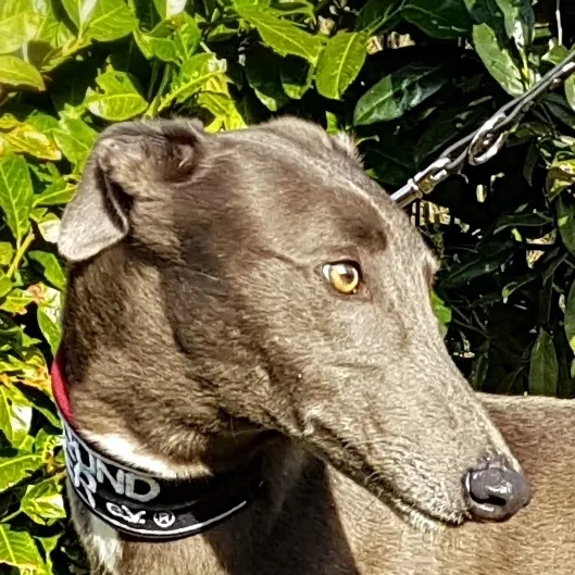 Greyhound Libby