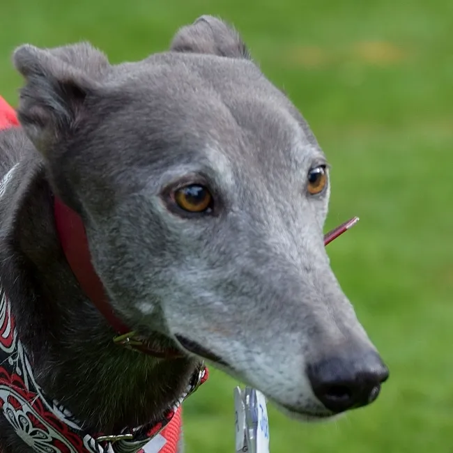 Greyhound Joey