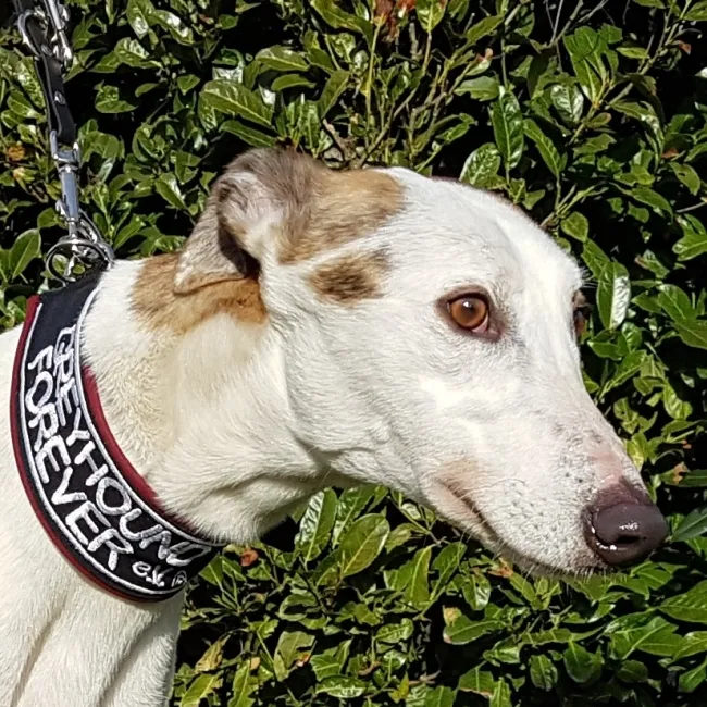 Greyhound Toby