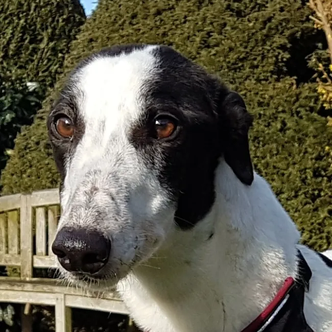 Greyhound Chloe