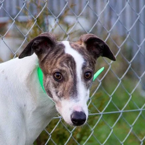 Greyhound Gidget