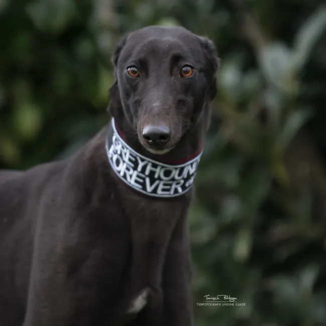 Greyhound Cara