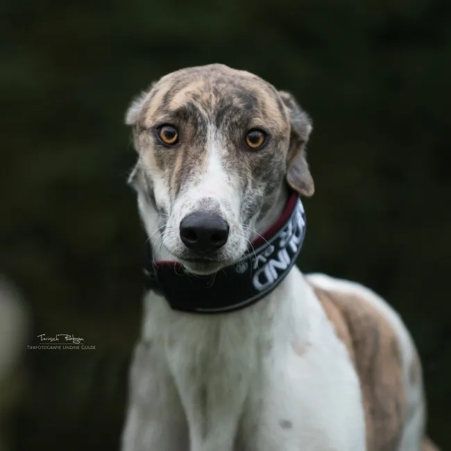 Greyhound Paloma