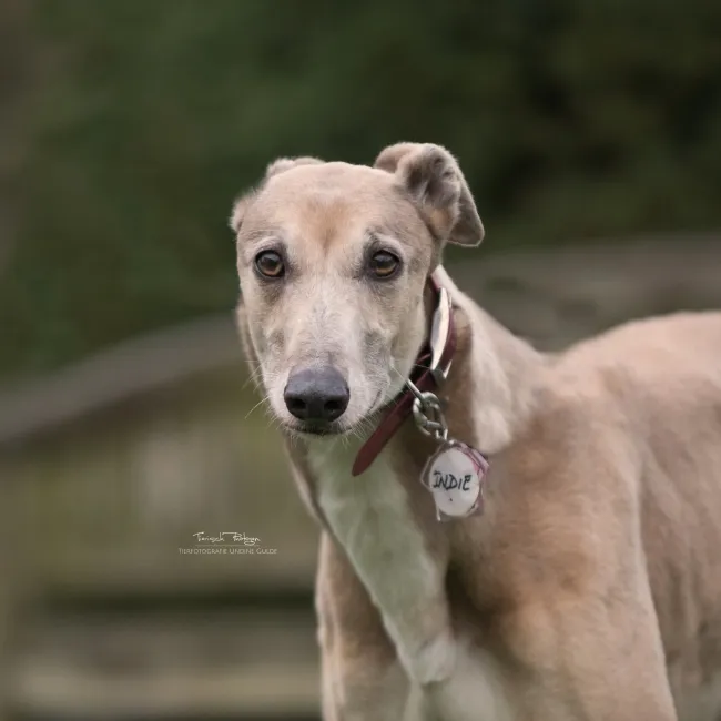 Greyhound Indie