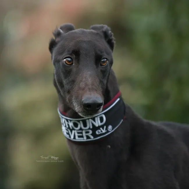 Greyhound Archie