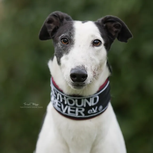 Greyhound Hope