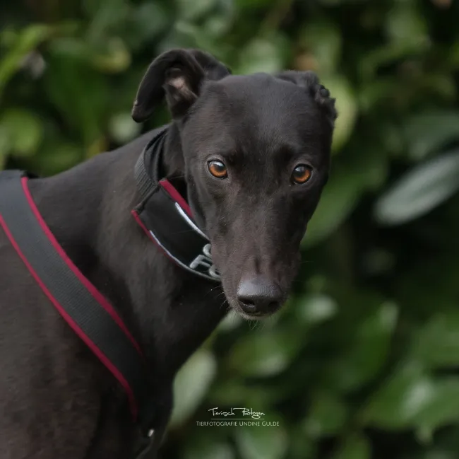 Greyhound Josie