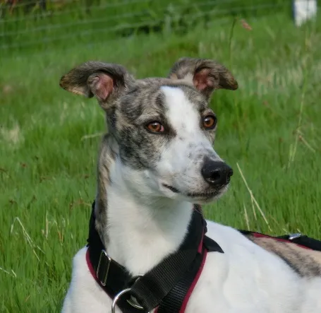 Greyhound Sarah