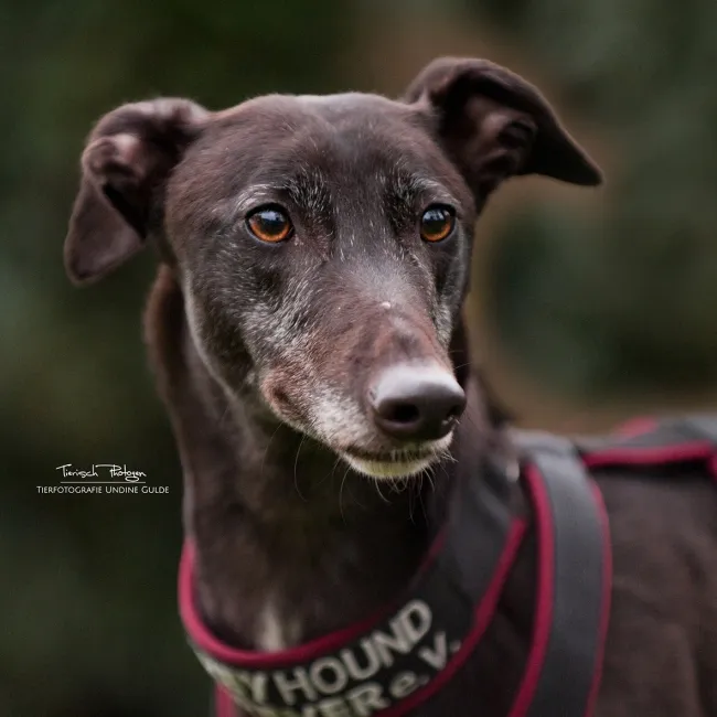 Greyhound Dani