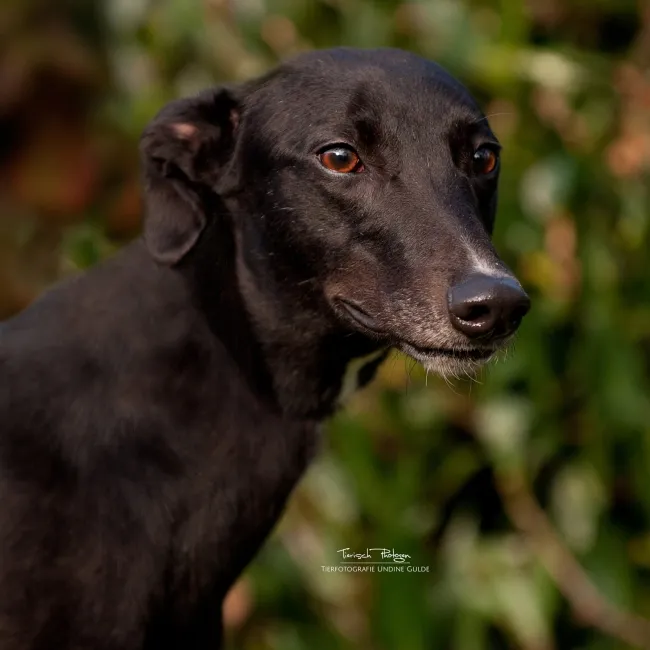 Greyhound Zena