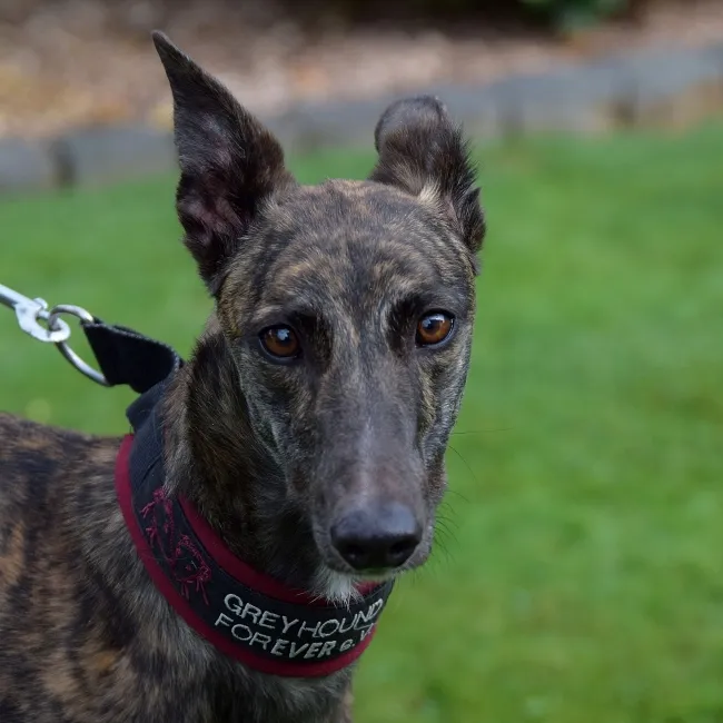 Greyhound Tiggy