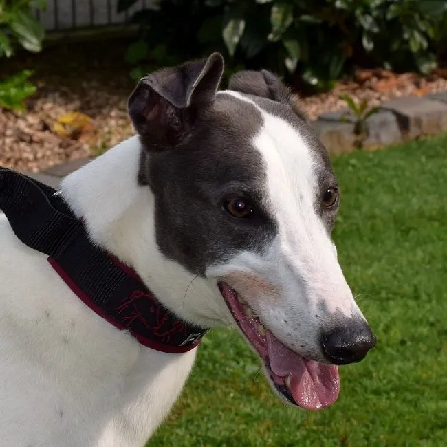 Greyhound Ruby/Rudi
