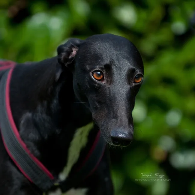 Greyhound Linda/Annie